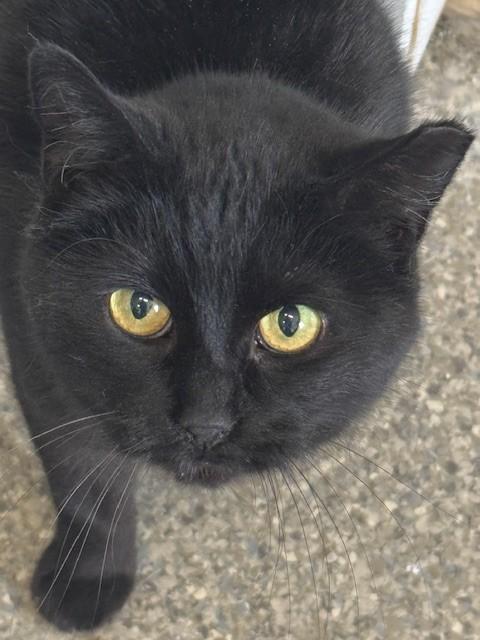 Tilly, a Adoptable Domestic Short Hair in Warren, OH image 5/6