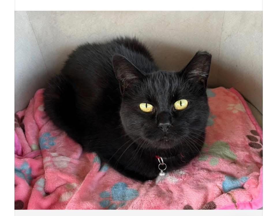 Tilly, Adoptable, Young Female Domestic Short Hair.