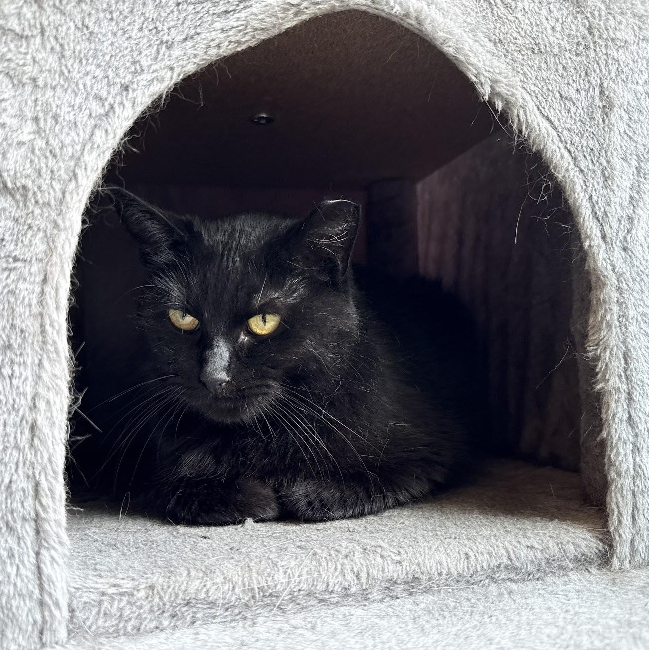 Tilly, a Adoptable Domestic Short Hair in Warren, OH image 2/6