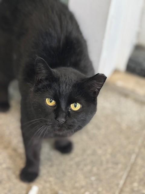 Tilly, a Adoptable Domestic Short Hair in Warren, OH image 6/6