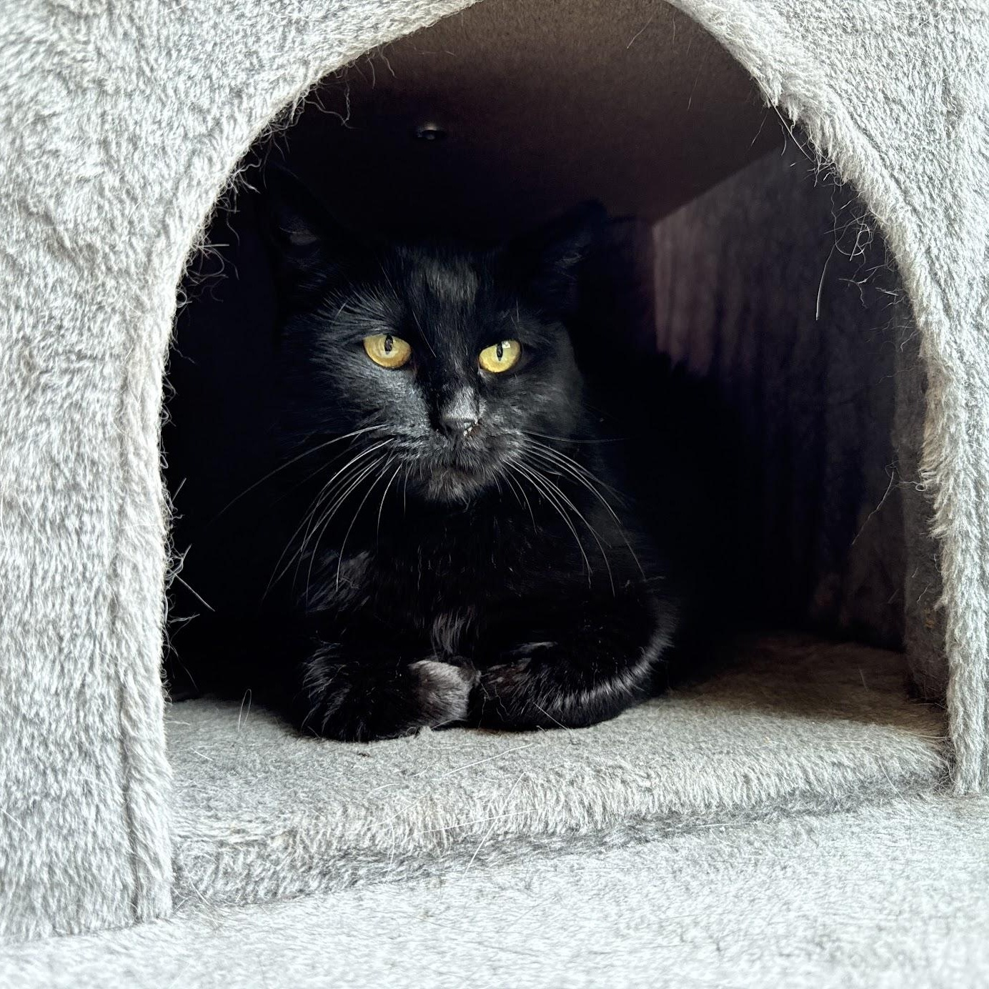 Tilly, a Adoptable Domestic Short Hair in Warren, OH image 3/6