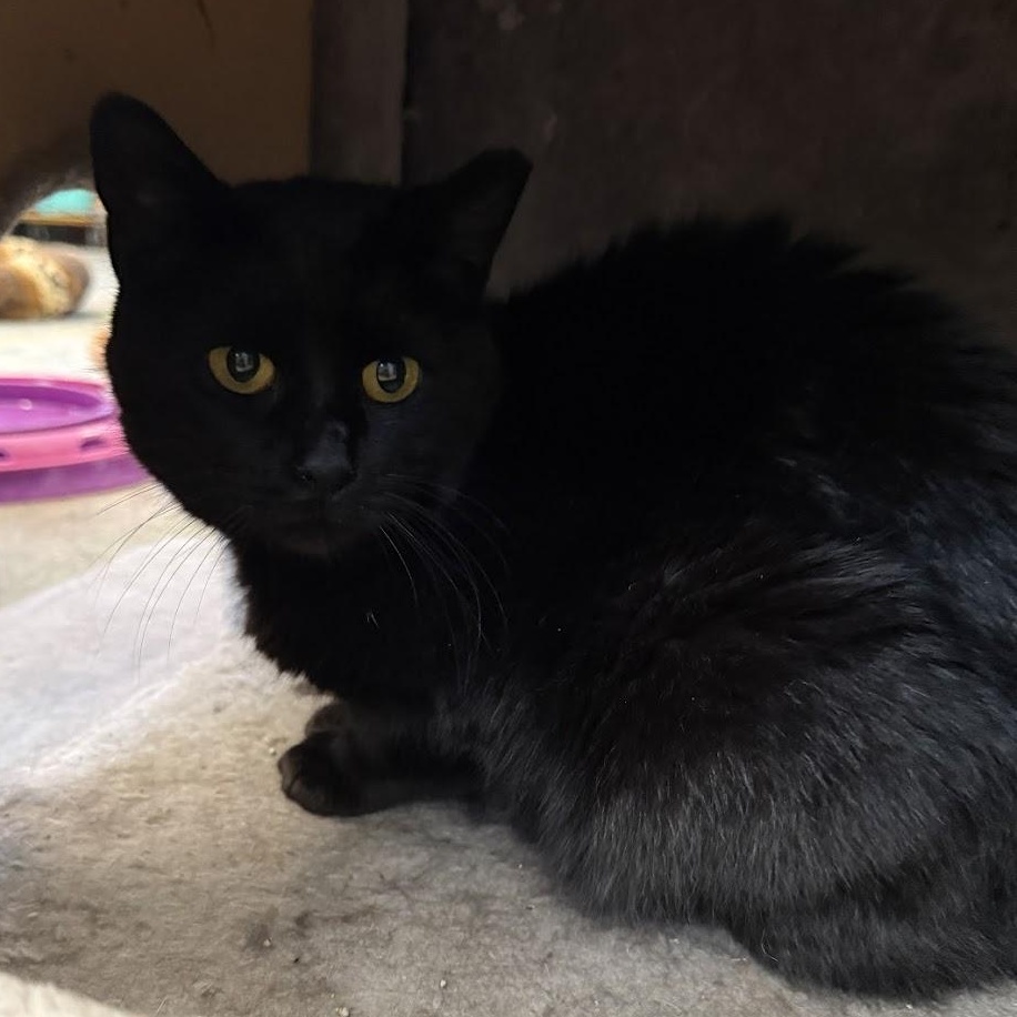 Tilly, a Adoptable Domestic Short Hair in Warren, OH image 4/6