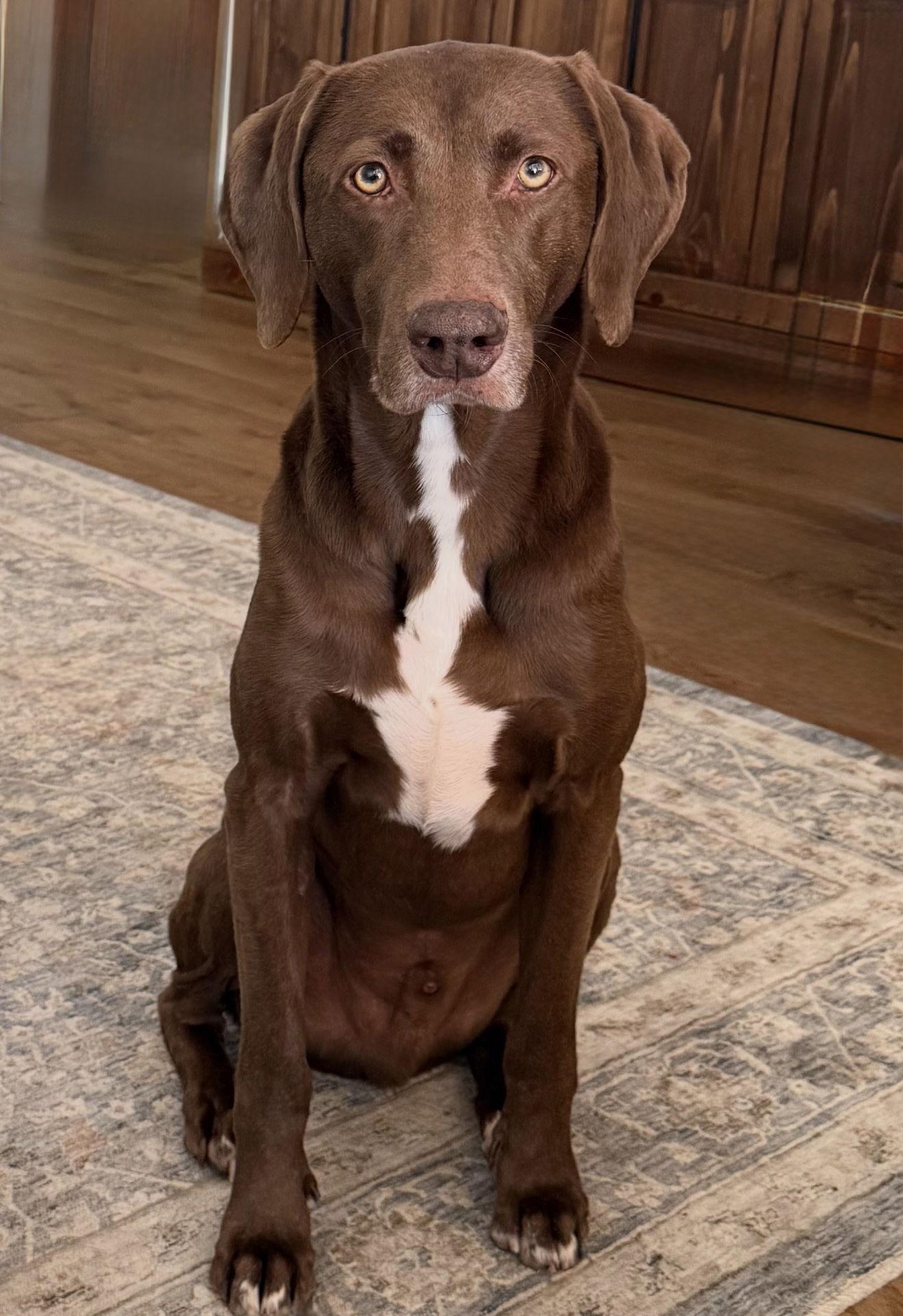 Codi, Adoptable, Adult Male German Shorthaired Pointer & Weimaraner.