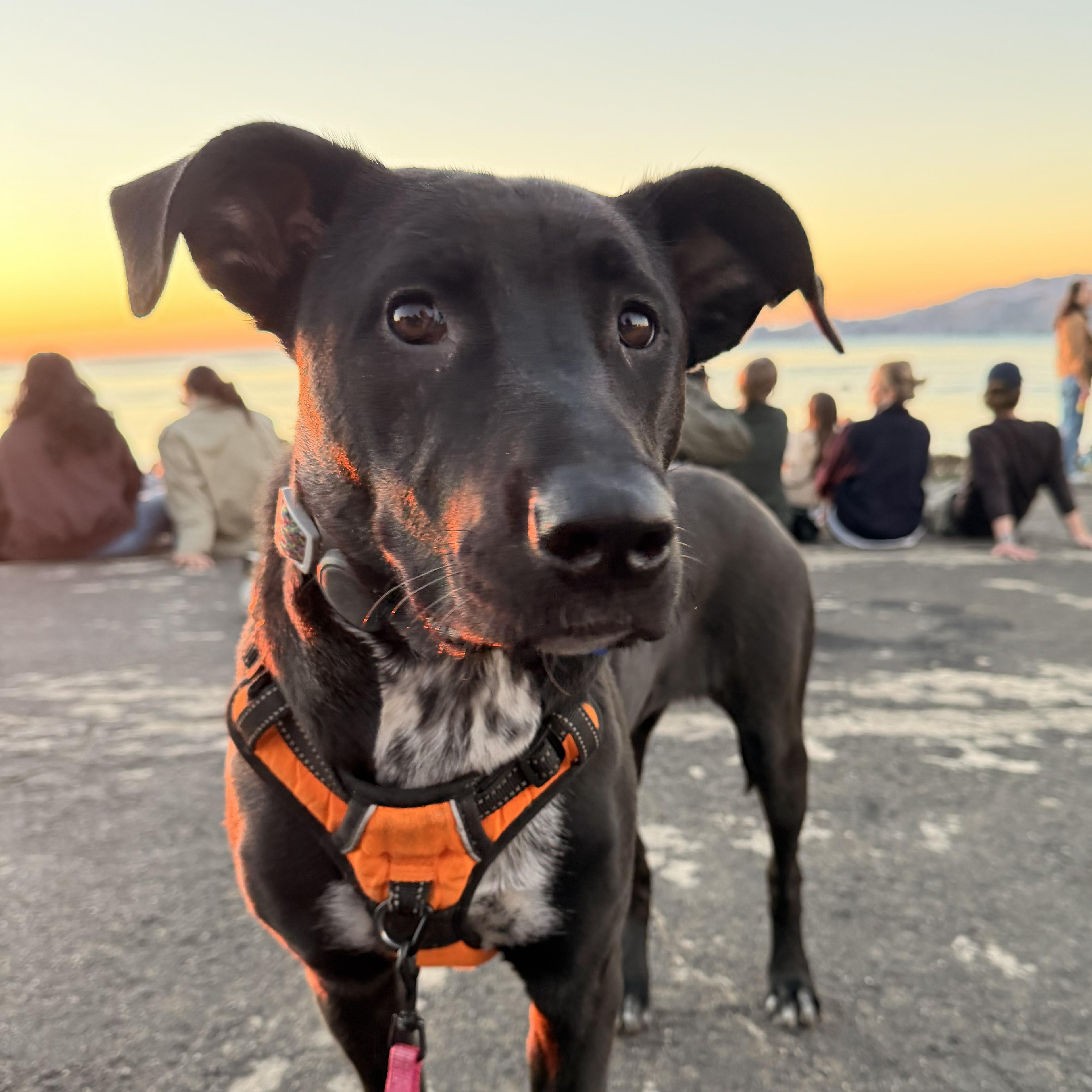 Enlarge Sammy, a ADOPTABLE mixed breed in Fremont, CA image 2/6