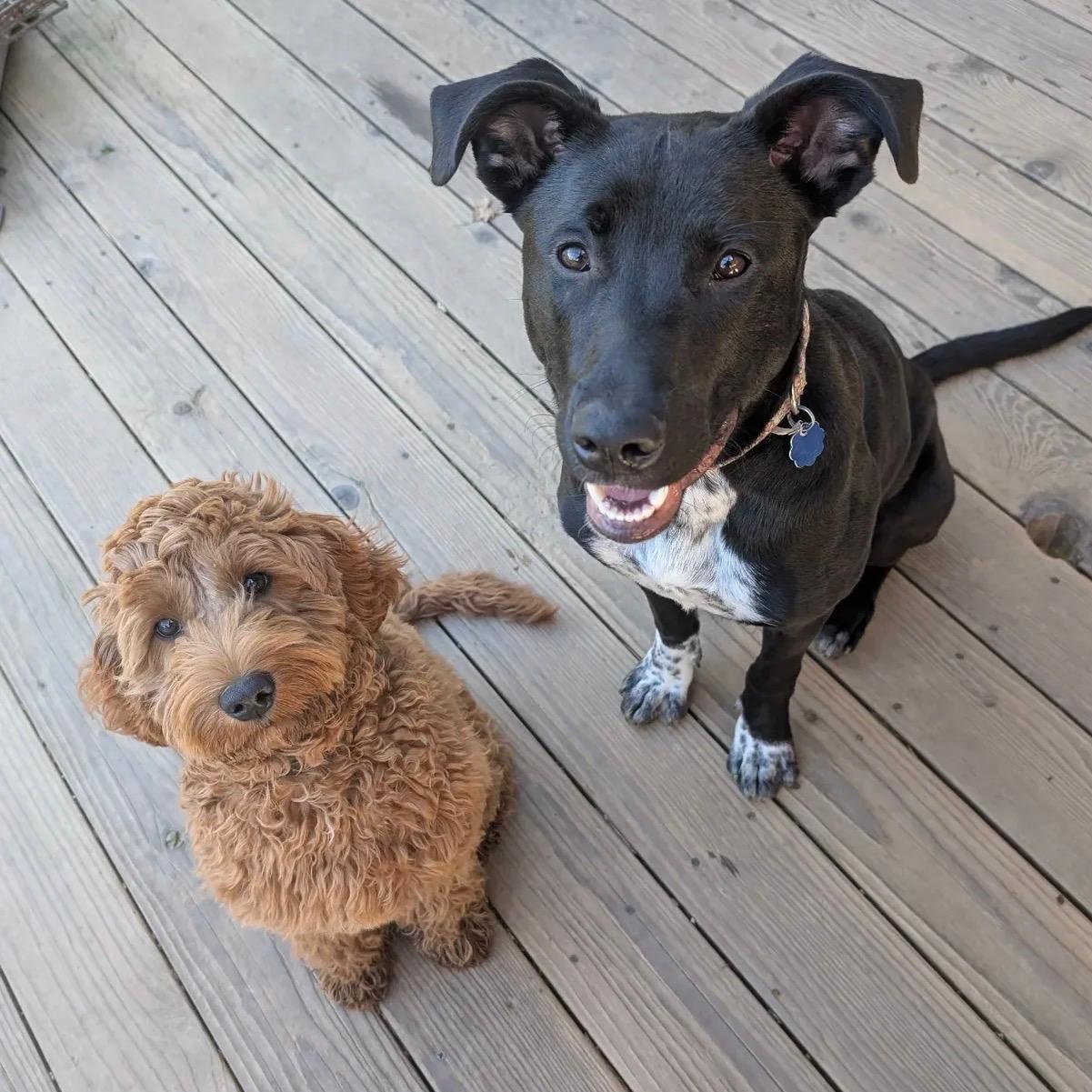 Enlarge Sammy, a ADOPTABLE mixed breed in Fremont, CA image 5/6