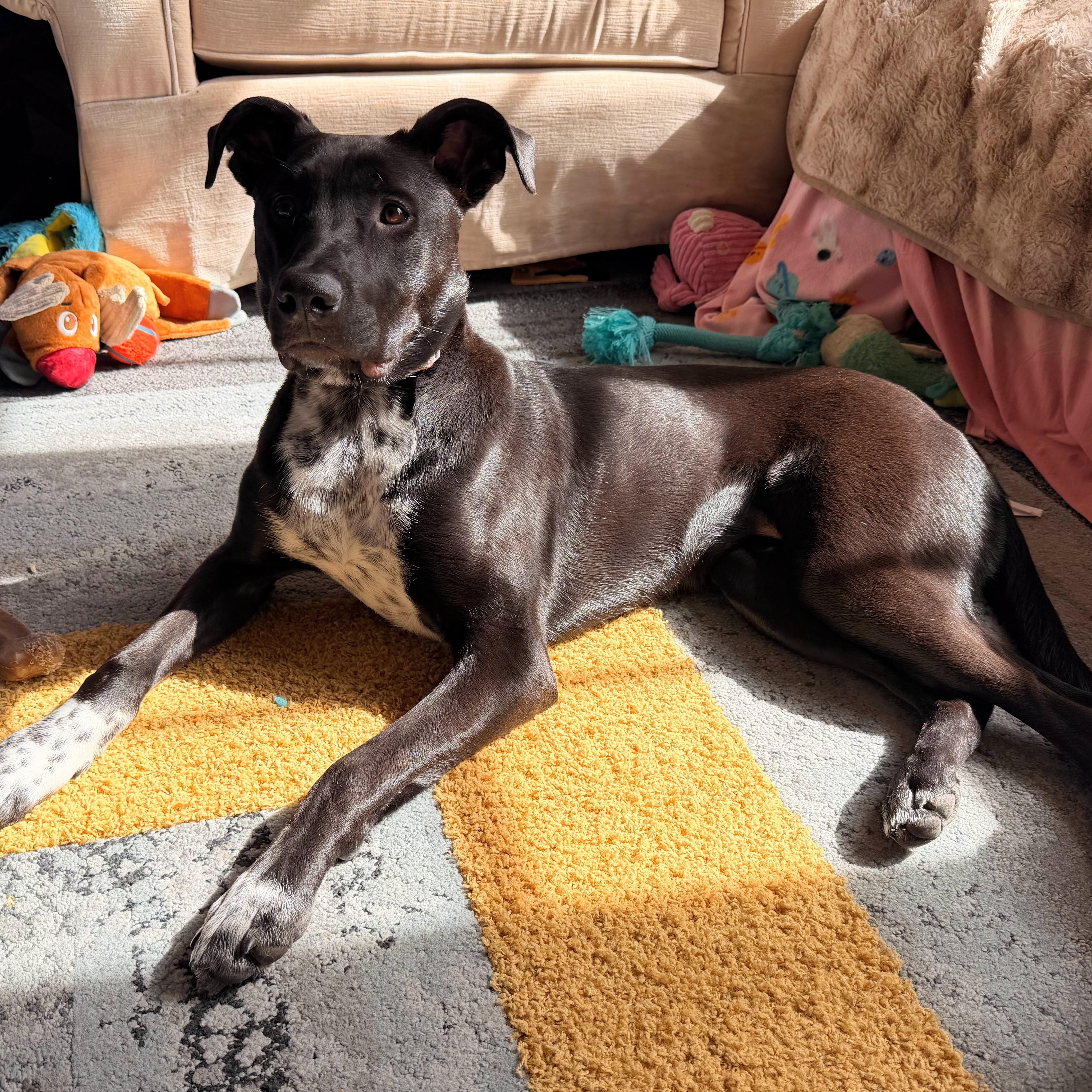 Enlarge Sammy, a ADOPTABLE mixed breed in Fremont, CA image 4/6