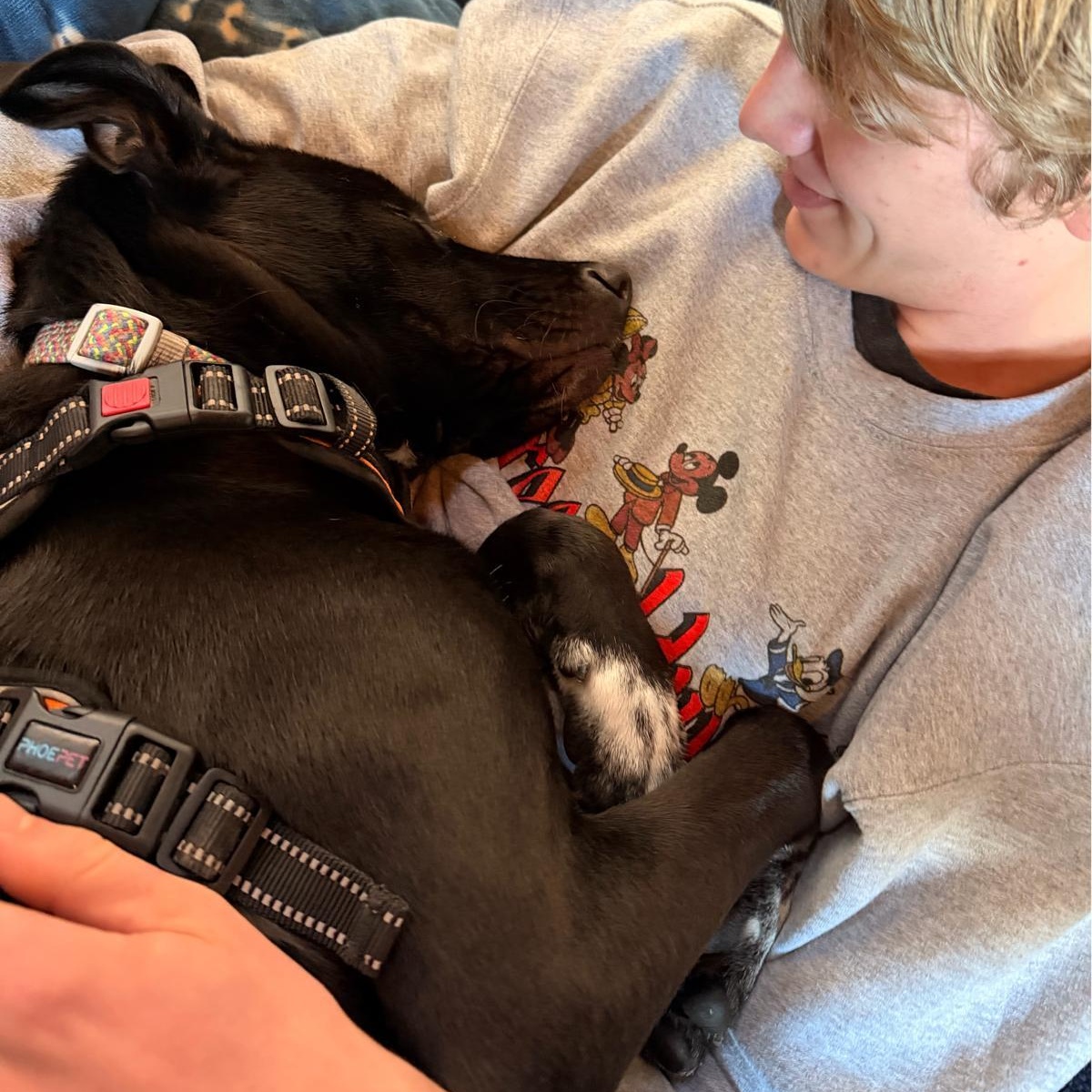 Sammy, ADOPTABLE, Young Female American Staffordshire Terrier & Border Collie.