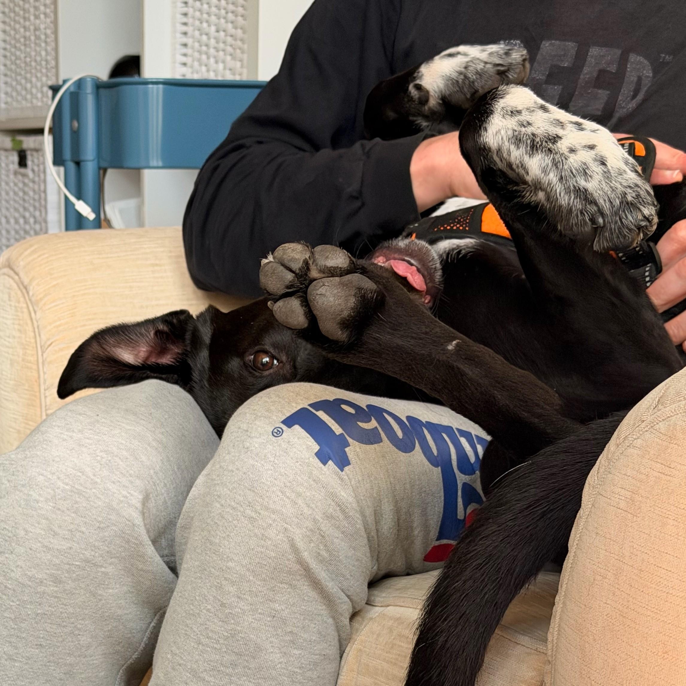 Enlarge Sammy, a ADOPTABLE mixed breed in Fremont, CA image 3/6