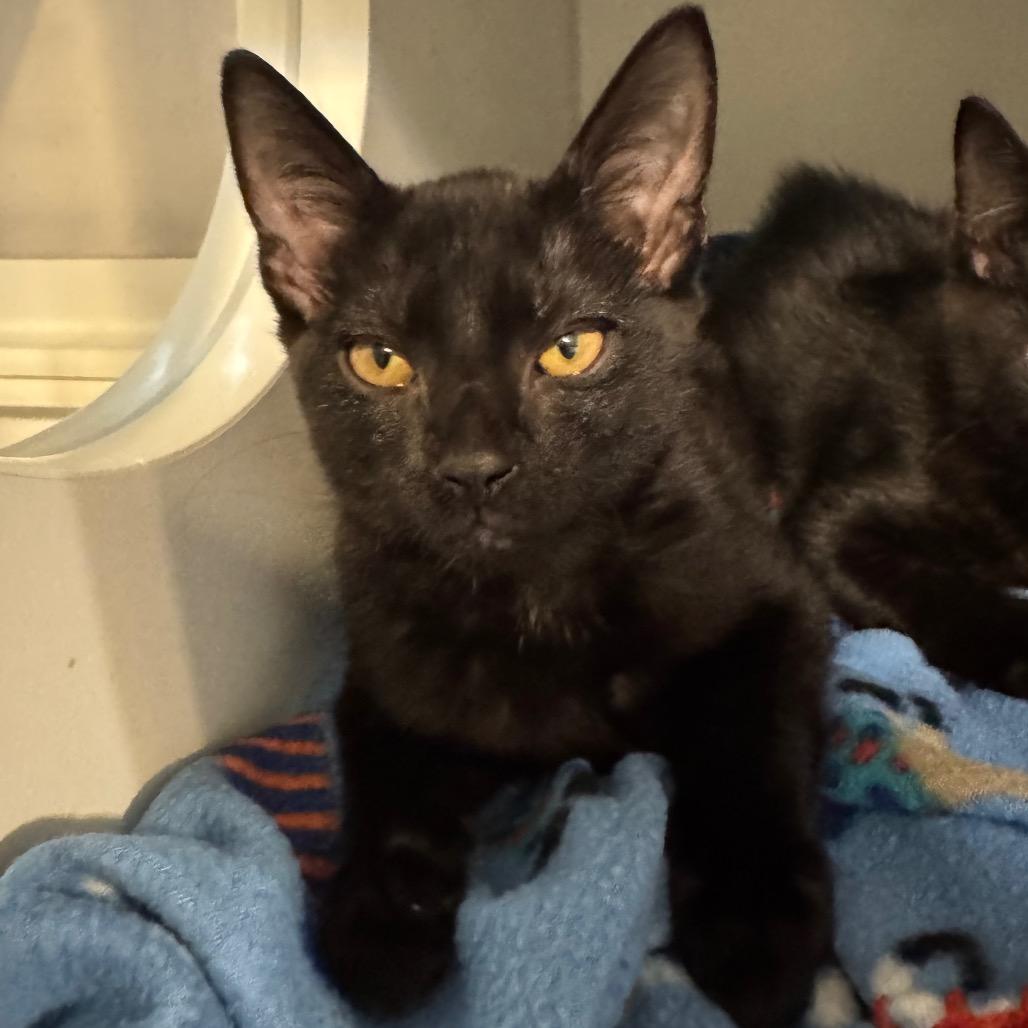 Enlarge Melanie, a Adoptable Domestic Short Hair in Seminole, FL image 2/3