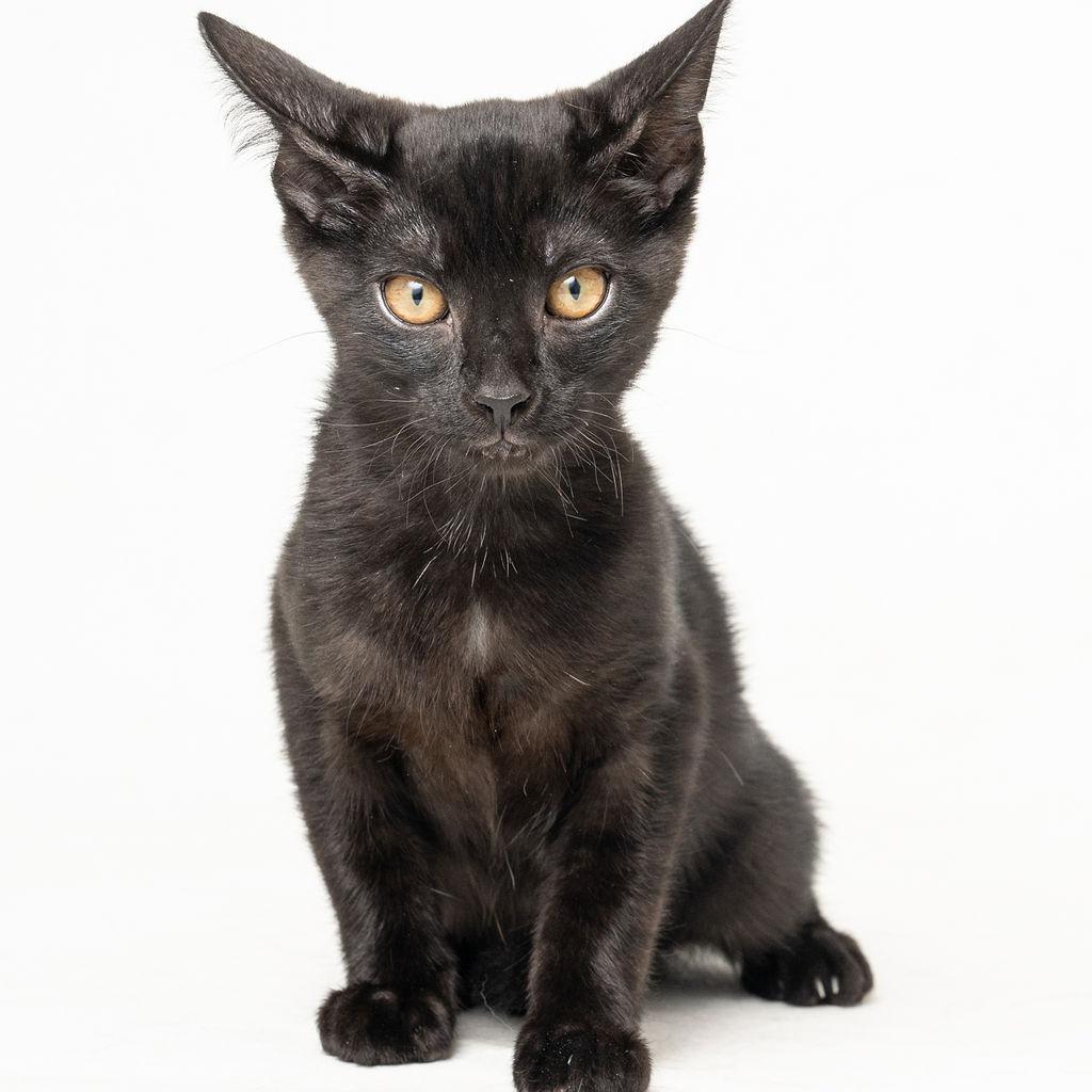 Enlarge Melanie, a Adoptable Domestic Short Hair in Seminole, FL image 3/3