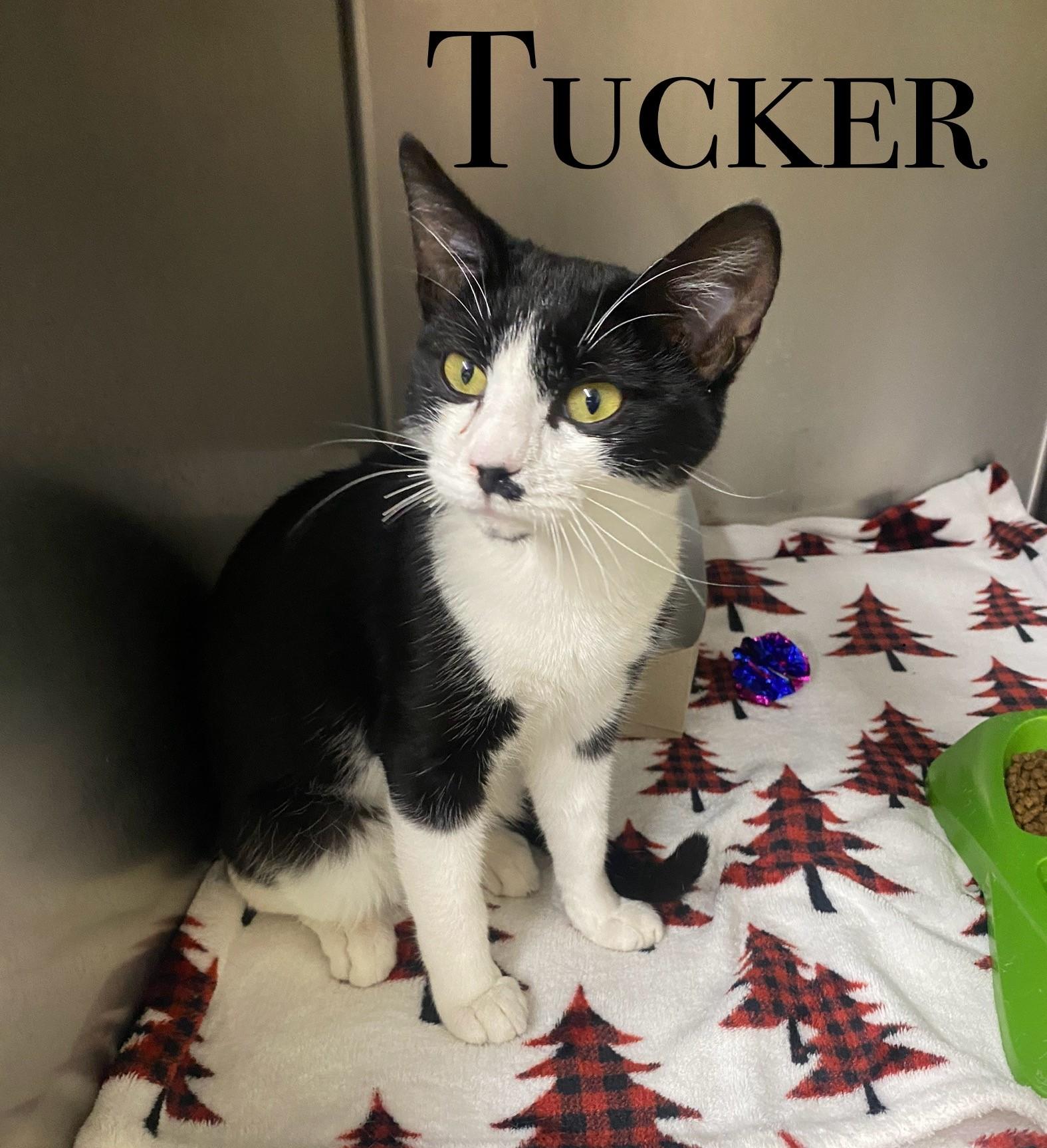 Tucker
