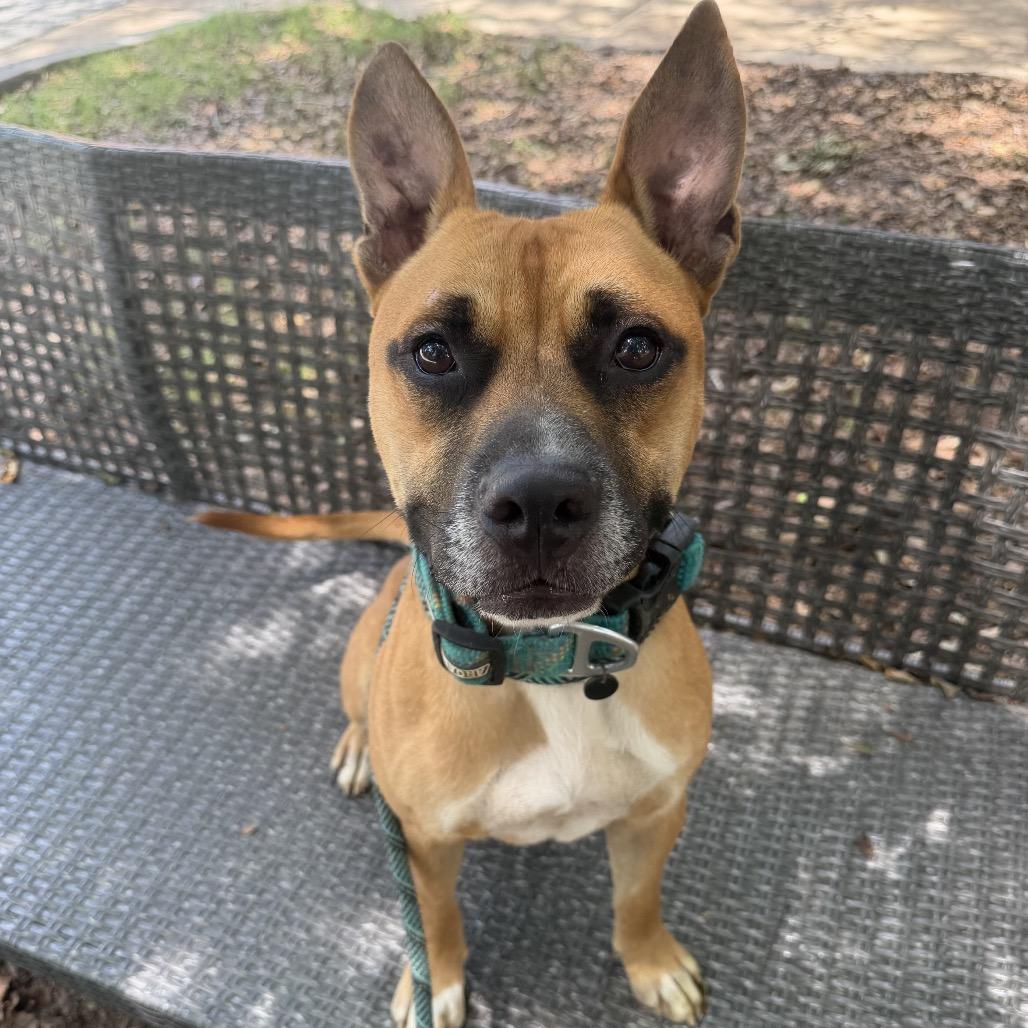 Enlarge Java, a Adoptable Mixed Breed in Binghamton, NY image 2/6