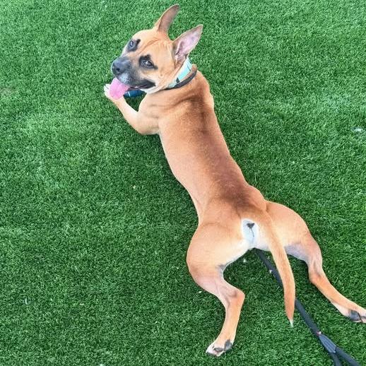 Enlarge Java, a Adoptable Mixed Breed in Binghamton, NY image 3/6
