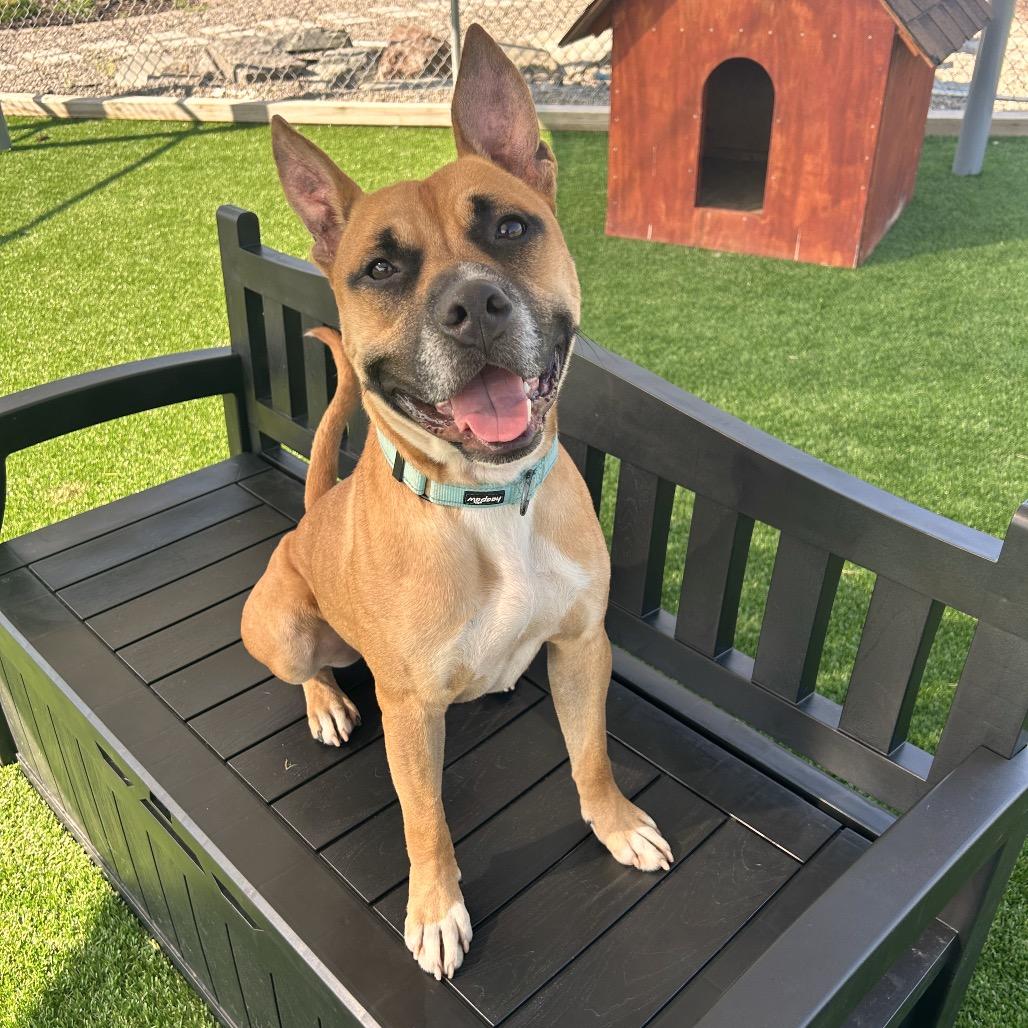 Enlarge Java, a Adoptable Mixed Breed in Binghamton, NY image 4/6