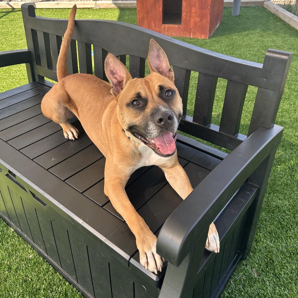 Enlarge Java, a Adoptable Mixed Breed in Binghamton, NY image 5/6