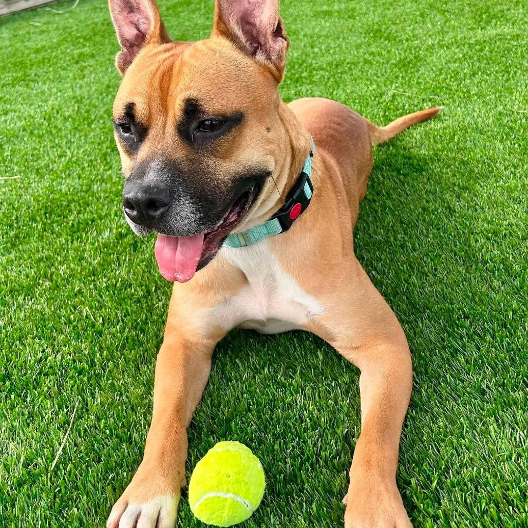 Enlarge Java, a Adoptable Mixed Breed in Binghamton, NY image 6/6