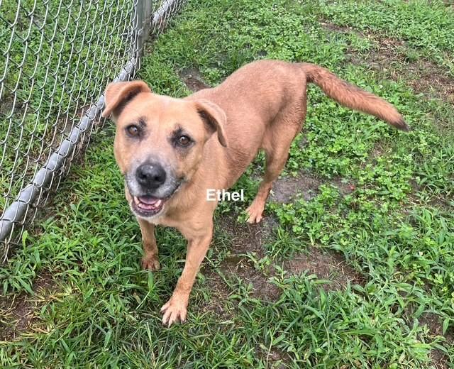 Enlarge Ethel, a Adoptable American Bulldog in Newberry, SC image 1/5