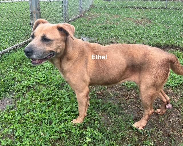 Enlarge Ethel, a Adoptable American Bulldog in Newberry, SC image 2/5