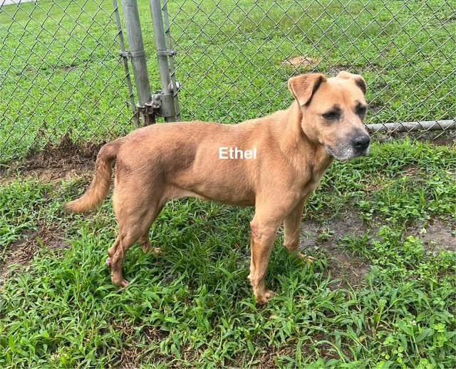 Enlarge Ethel, a Adoptable American Bulldog in Newberry, SC image 3/5
