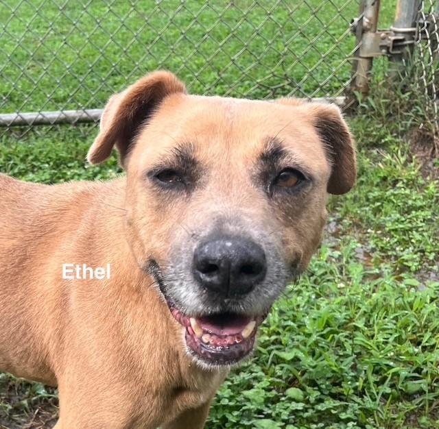 Enlarge Ethel, a Adoptable American Bulldog in Newberry, SC image 4/5