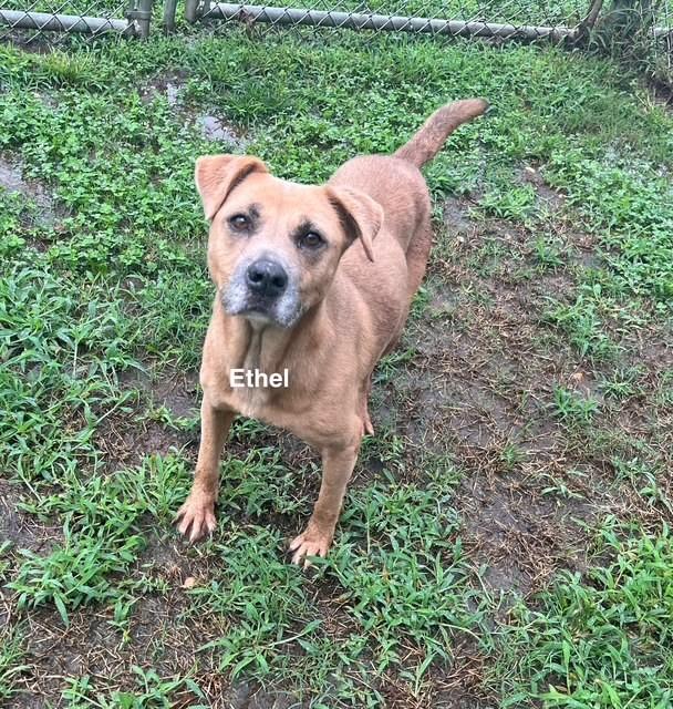 Enlarge Ethel, a Adoptable American Bulldog in Newberry, SC image 5/5
