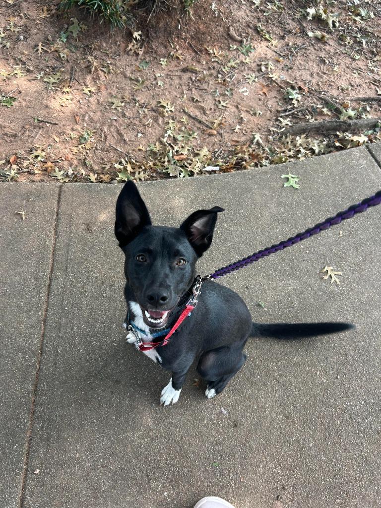 Enlarge Millie(Fettuccine), a Adoptable mixed breed in Newnan, GA image 1/3