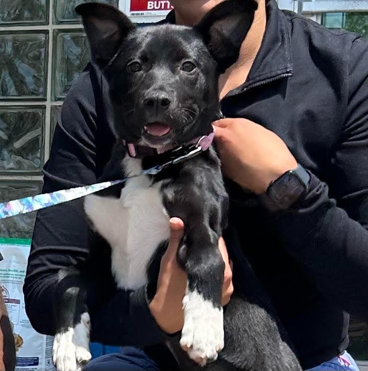Enlarge Millie(Fettuccine), a Adoptable mixed breed in Newnan, GA image 2/3