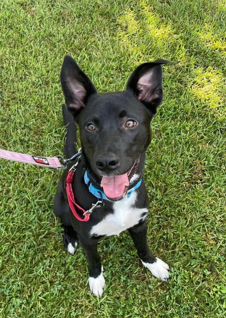 Enlarge Millie(Fettuccine), a Adoptable mixed breed in Newnan, GA image 3/3