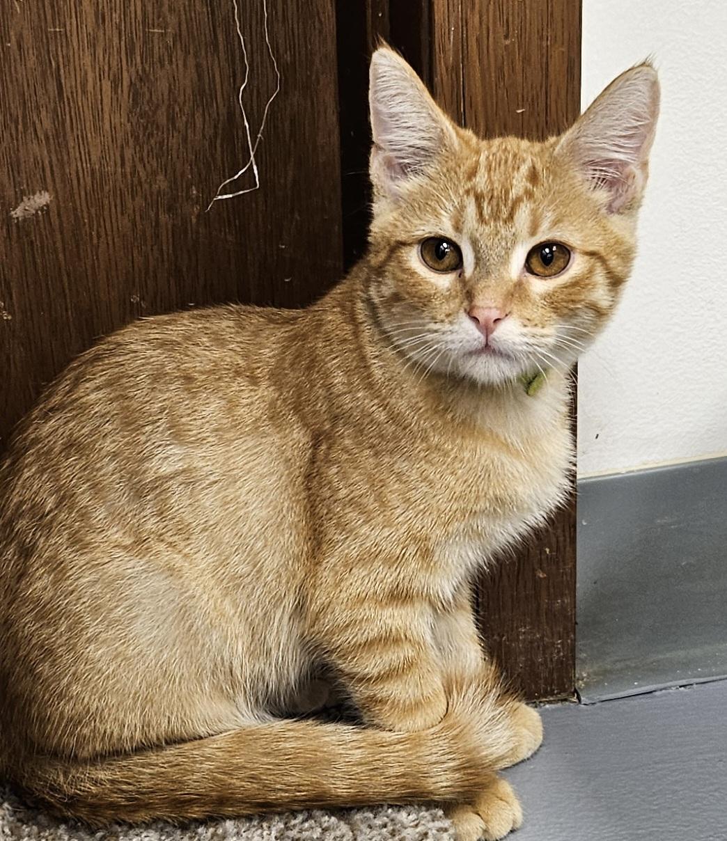 Hobbes, Adoptable, Young Male Domestic Short Hair.