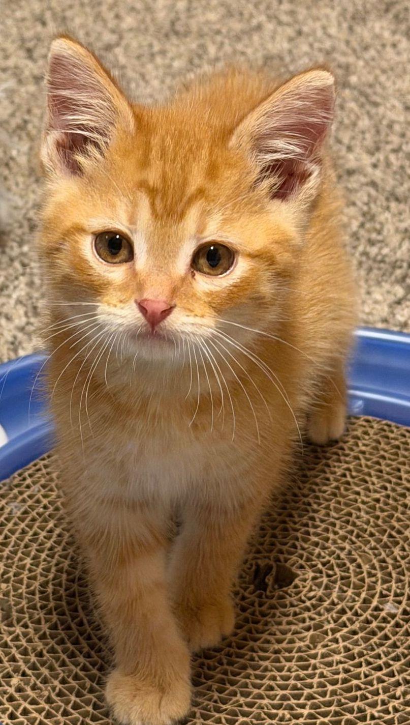 Enlarge Hobbes, a Adoptable Domestic Short Hair in Washburn, WI image 3/3