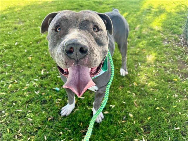Enlarge MCMUFFIN, a Adoptable Pit Bull Terrier in Mesa, AZ image 1/1
