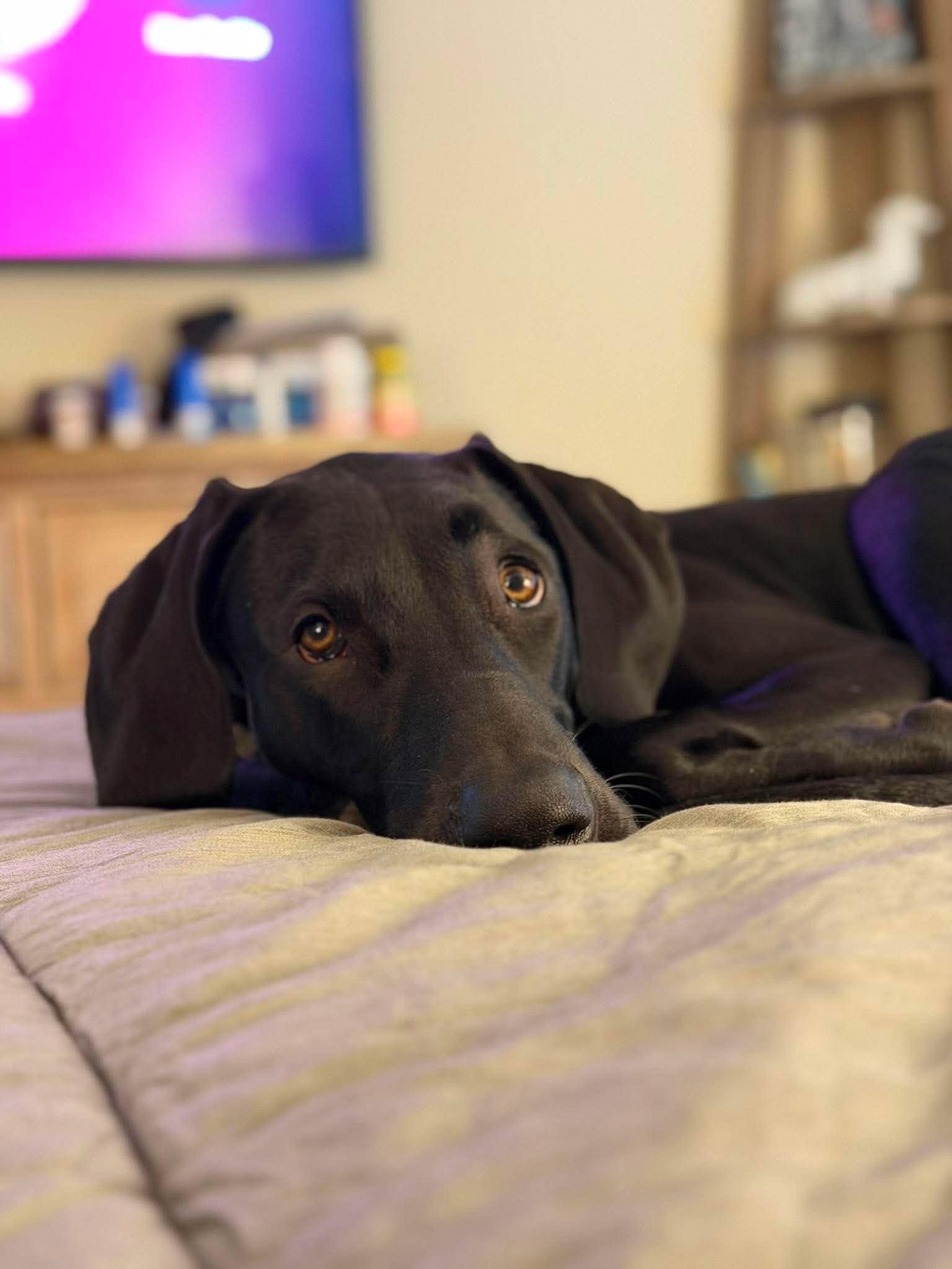 Ziggy, a ADOPTABLE Great Dane in Pensacola, FL image 2/5