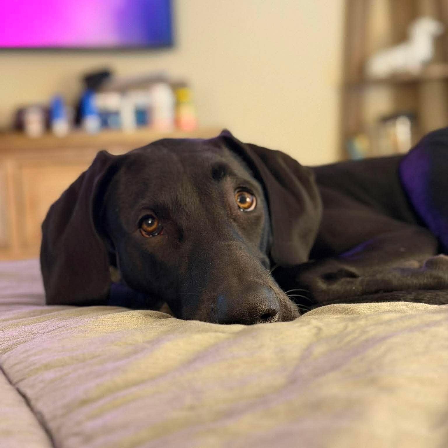 Enlarge Ziggy, a Adoptable Great Dane in Pensacola, FL image 1/6