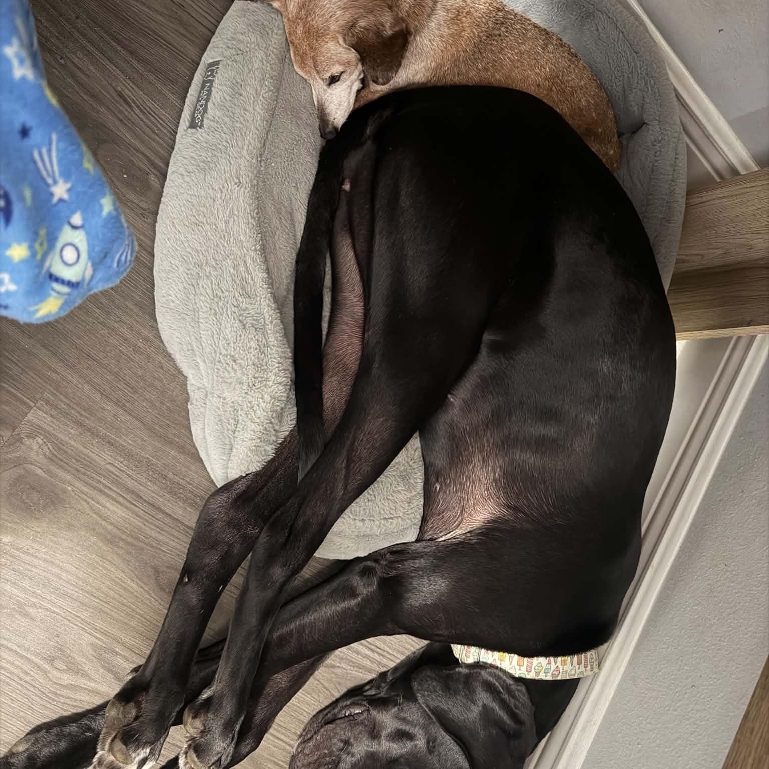 Enlarge Ziggy, a Adoptable Great Dane in Pensacola, FL image 4/6