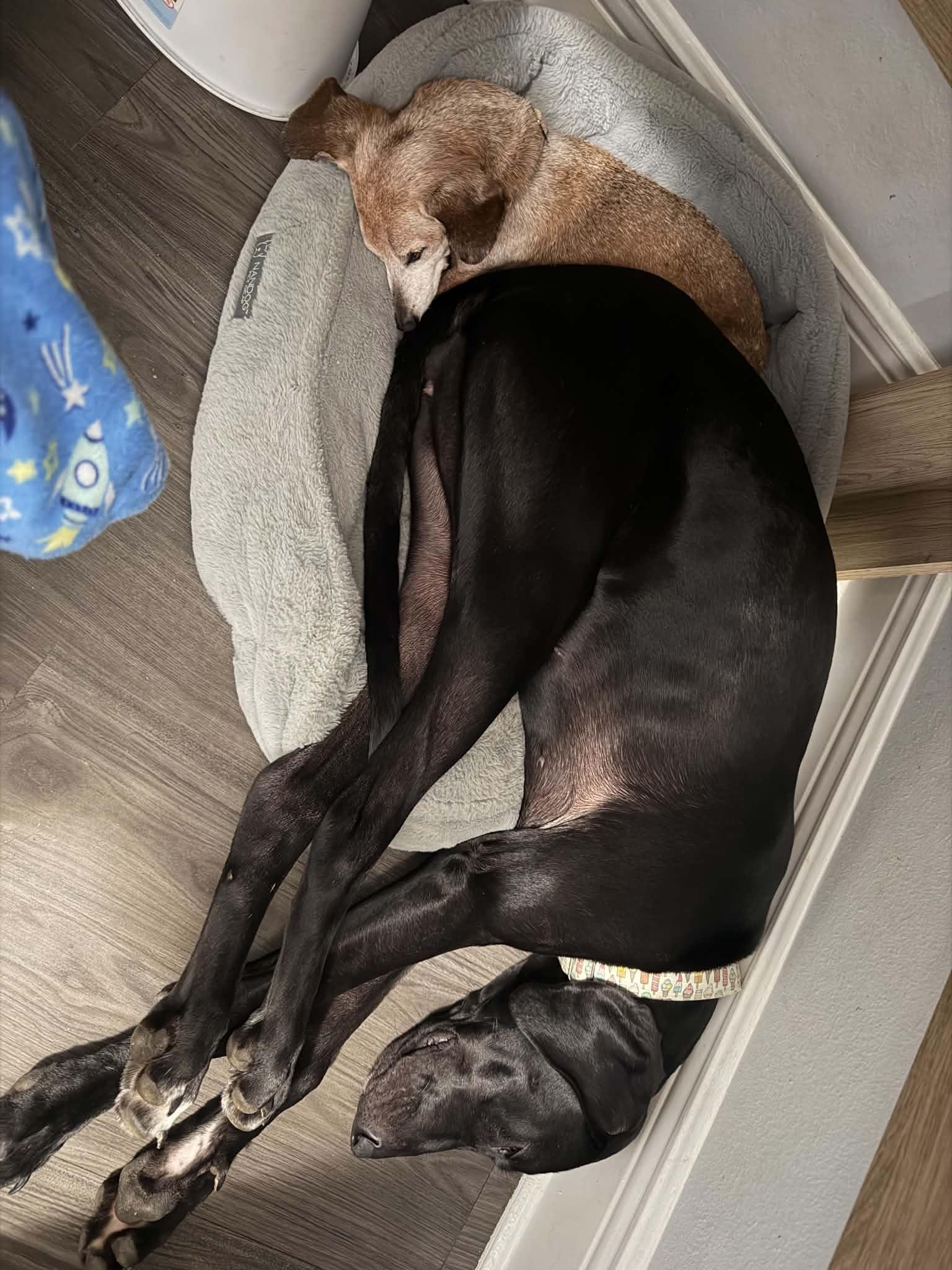 Enlarge Ziggy, a ADOPTABLE Great Dane in Pensacola, FL image 3/5