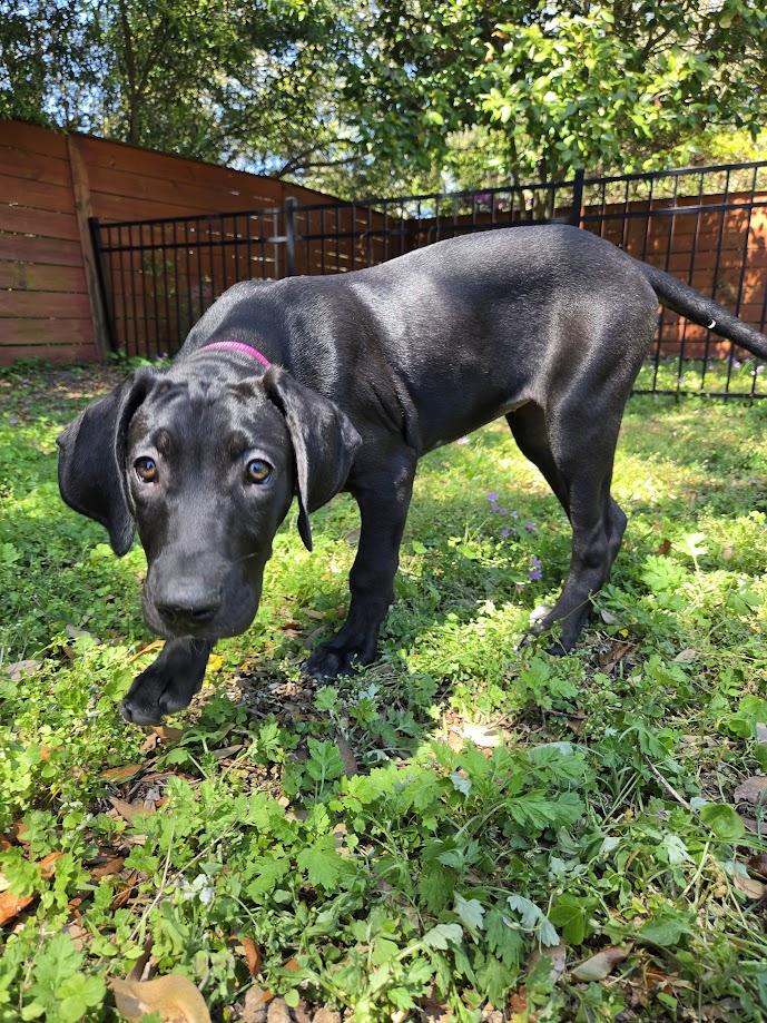 Ziggy, ADOPTABLE, Young Female Great Dane.