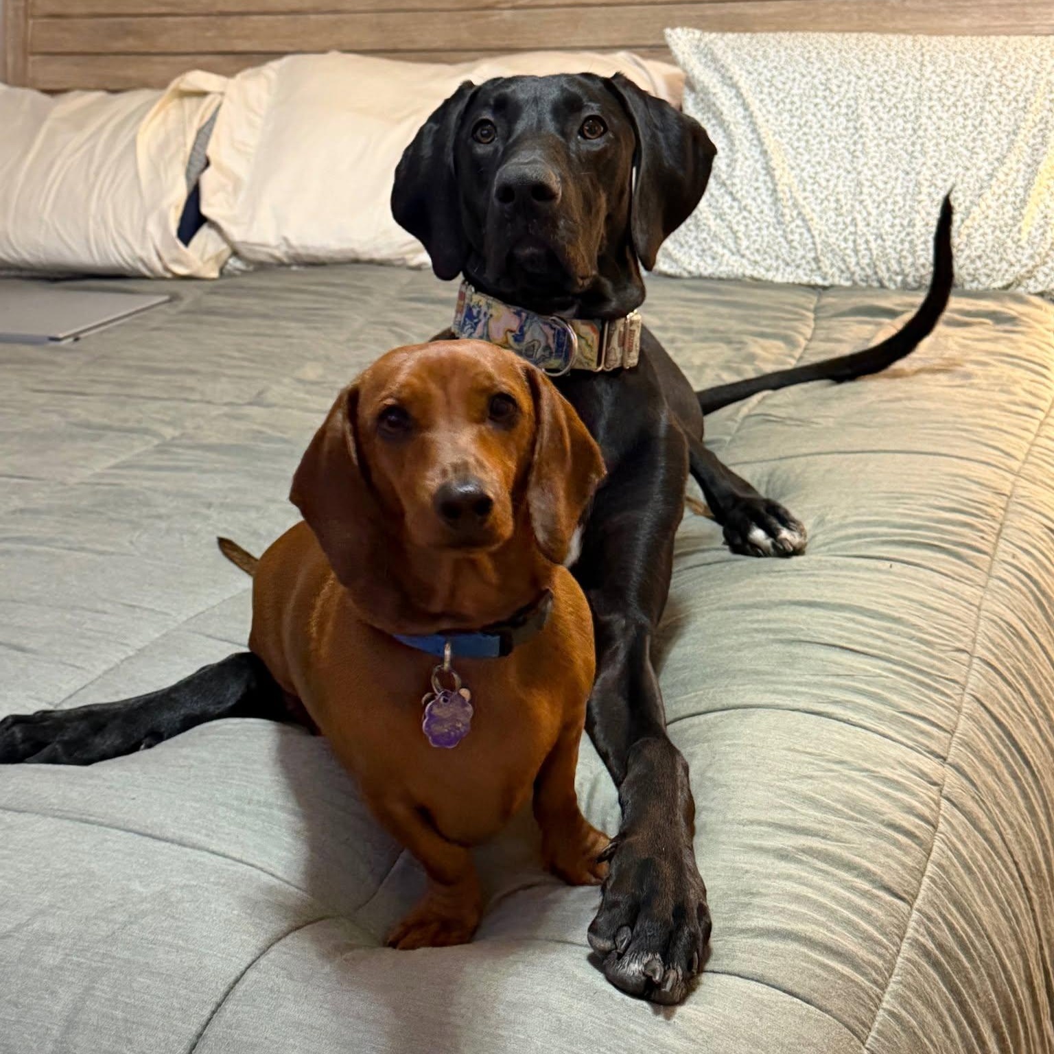 Ziggy, ADOPTABLE, Young Female Great Dane.