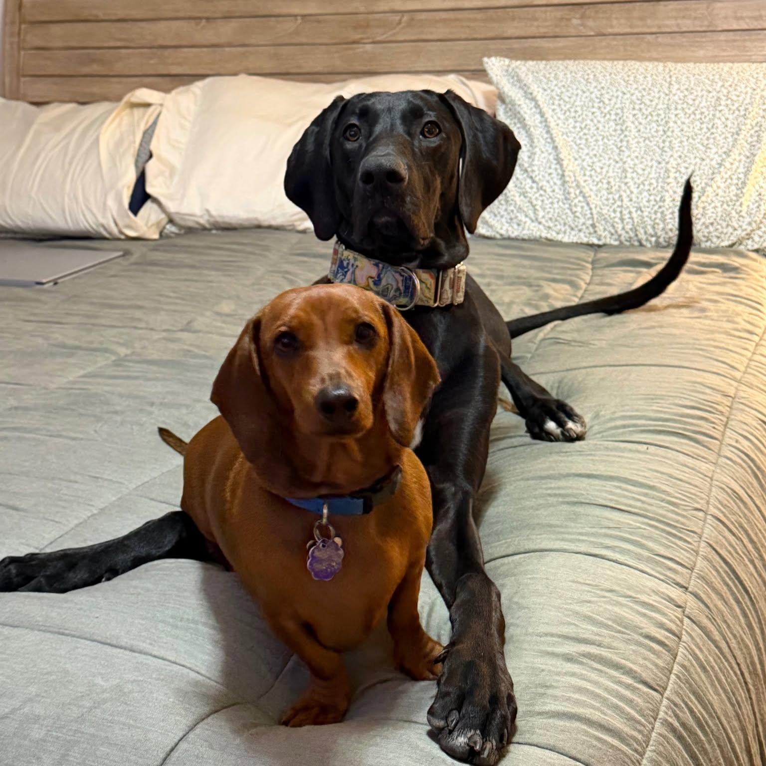 Enlarge Ziggy, a Adoptable Great Dane in Pensacola, FL image 2/6