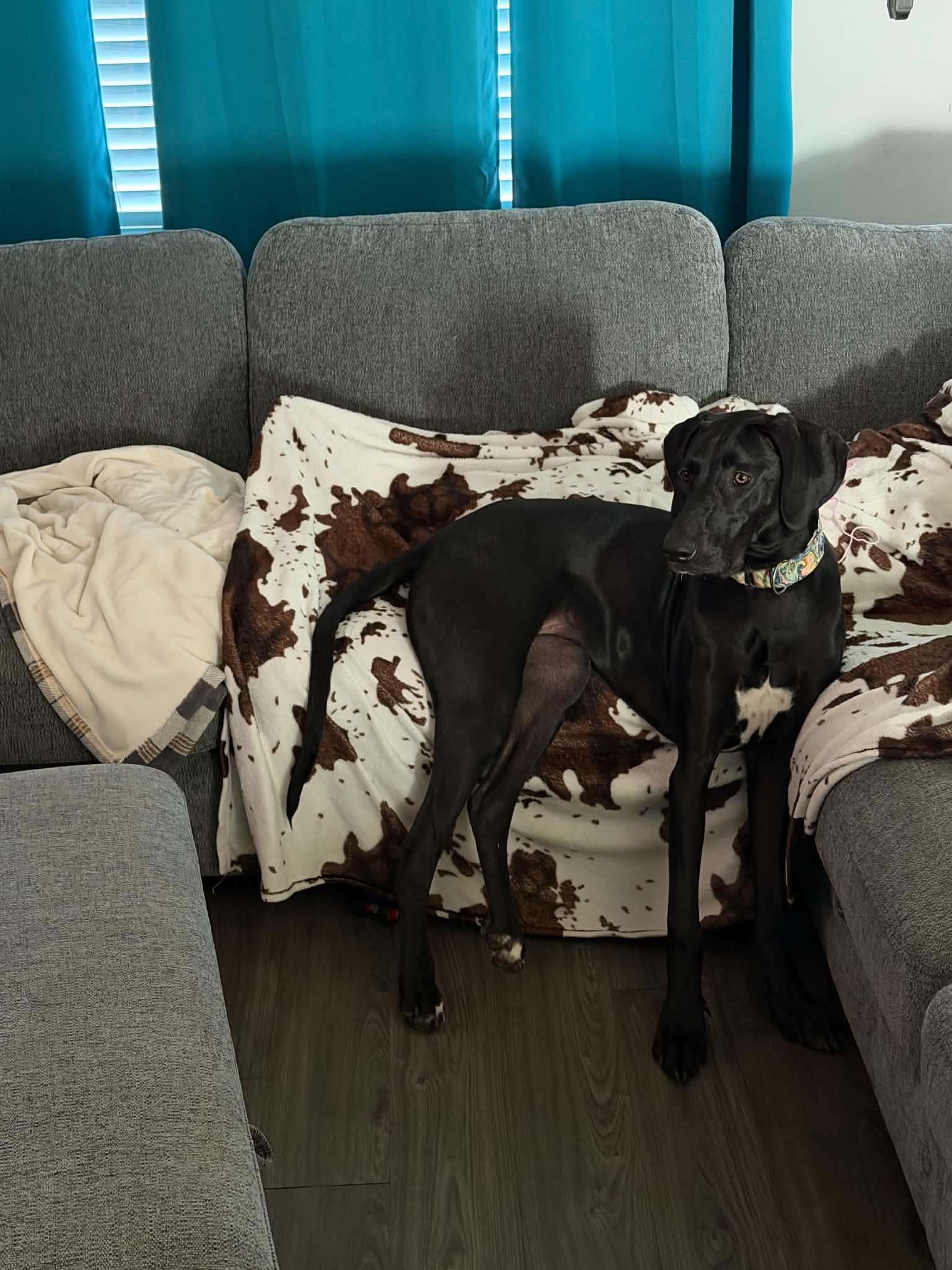 Enlarge Ziggy, a ADOPTABLE Great Dane in Pensacola, FL image 5/5