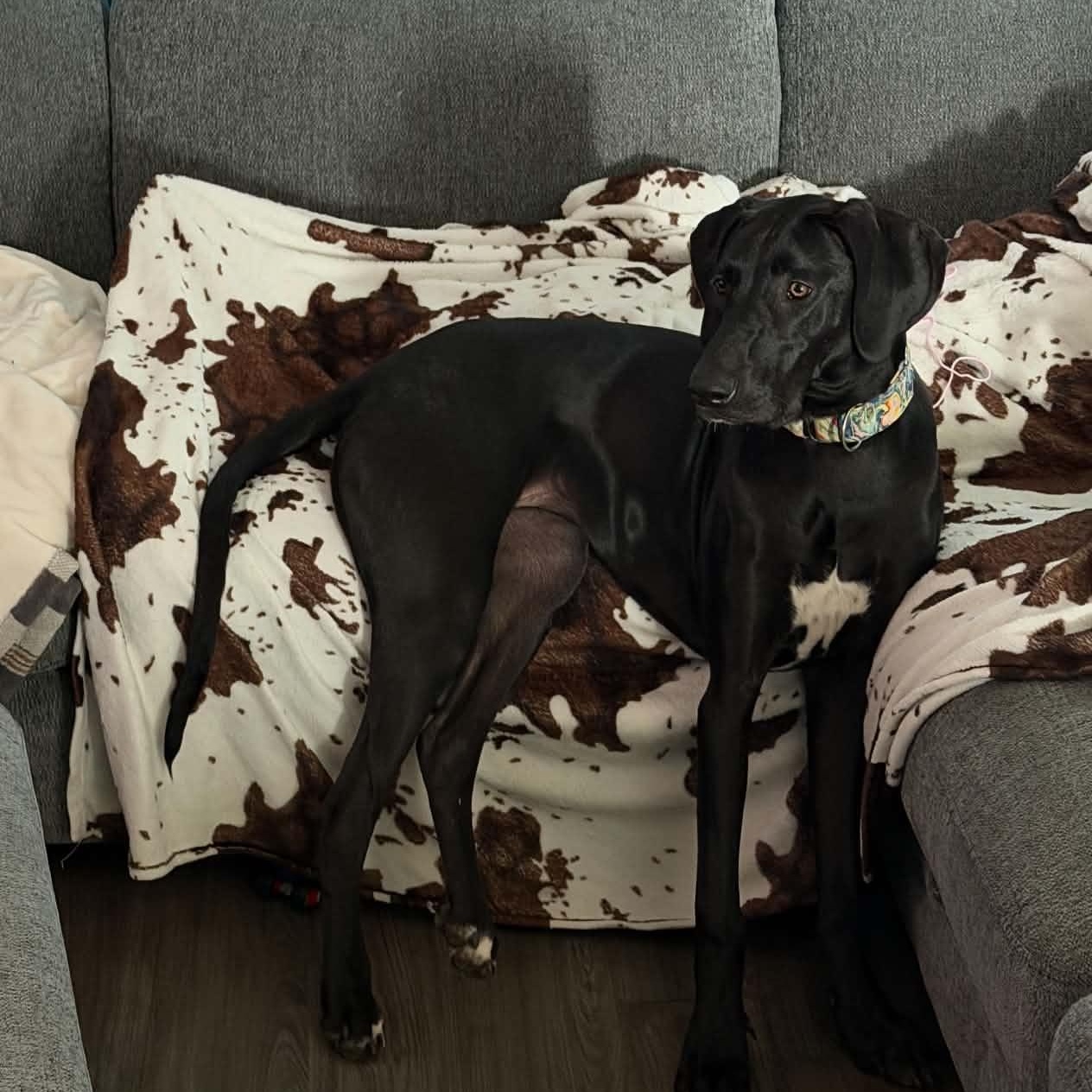 Enlarge Ziggy, a Adoptable Great Dane in Pensacola, FL image 5/6