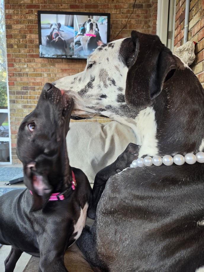 Enlarge Ziggy, a ADOPTABLE Great Dane in Pensacola, FL image 2/5