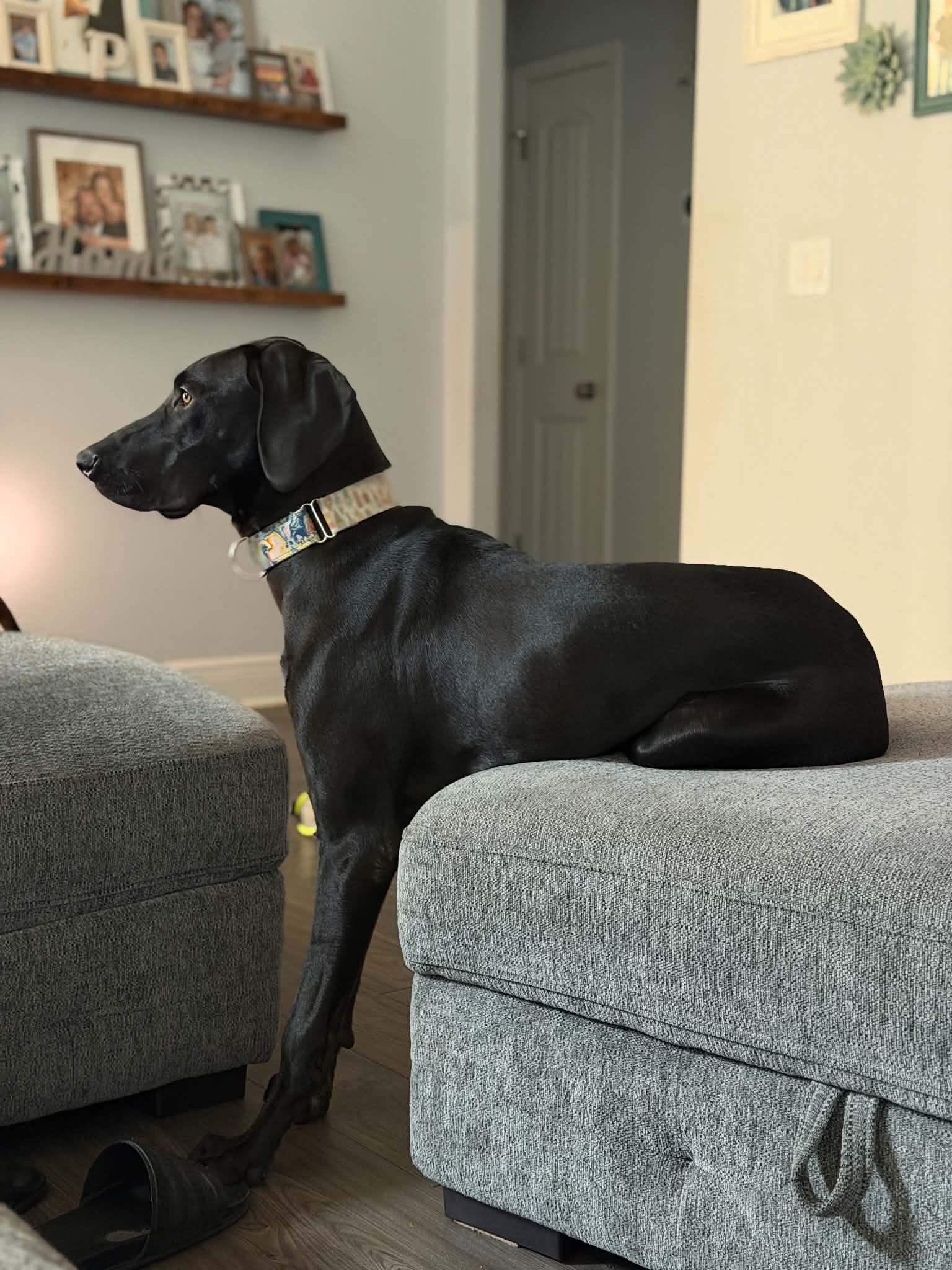Enlarge Ziggy, a ADOPTABLE Great Dane in Pensacola, FL image 4/5