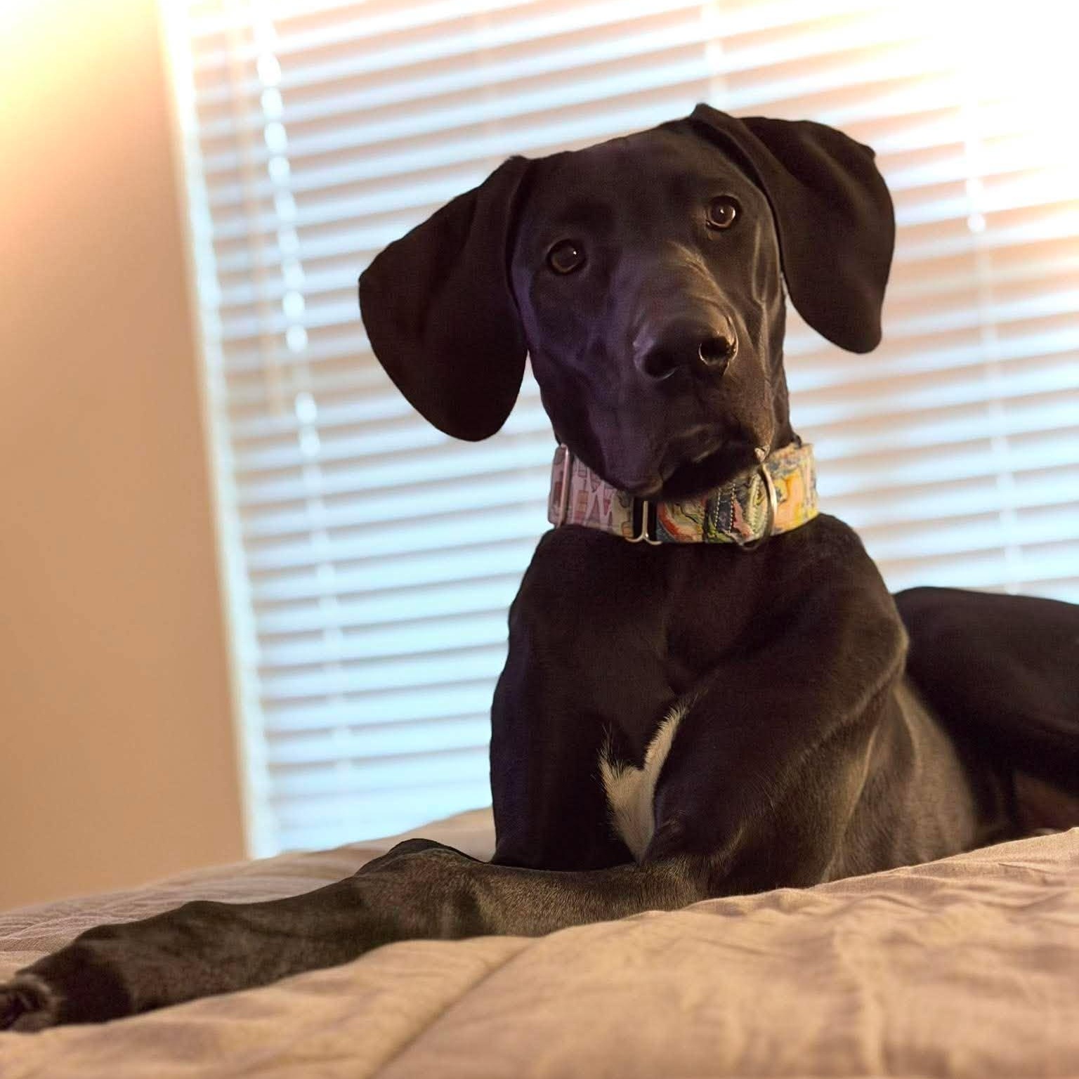 Ziggy, ADOPTABLE, Young Female Great Dane.