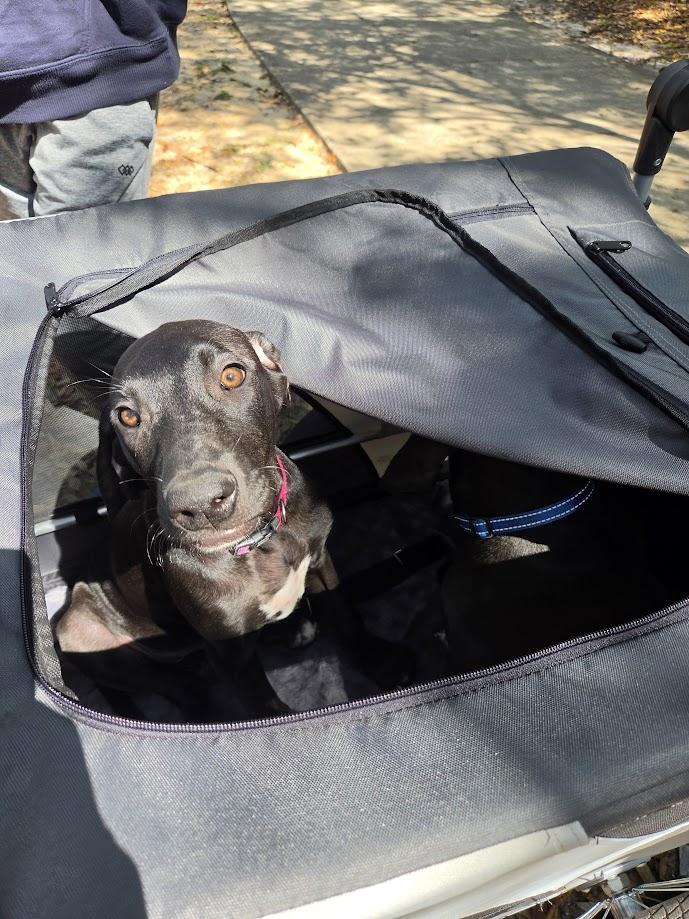 Enlarge Ziggy, a ADOPTABLE Great Dane in Pensacola, FL image 4/5