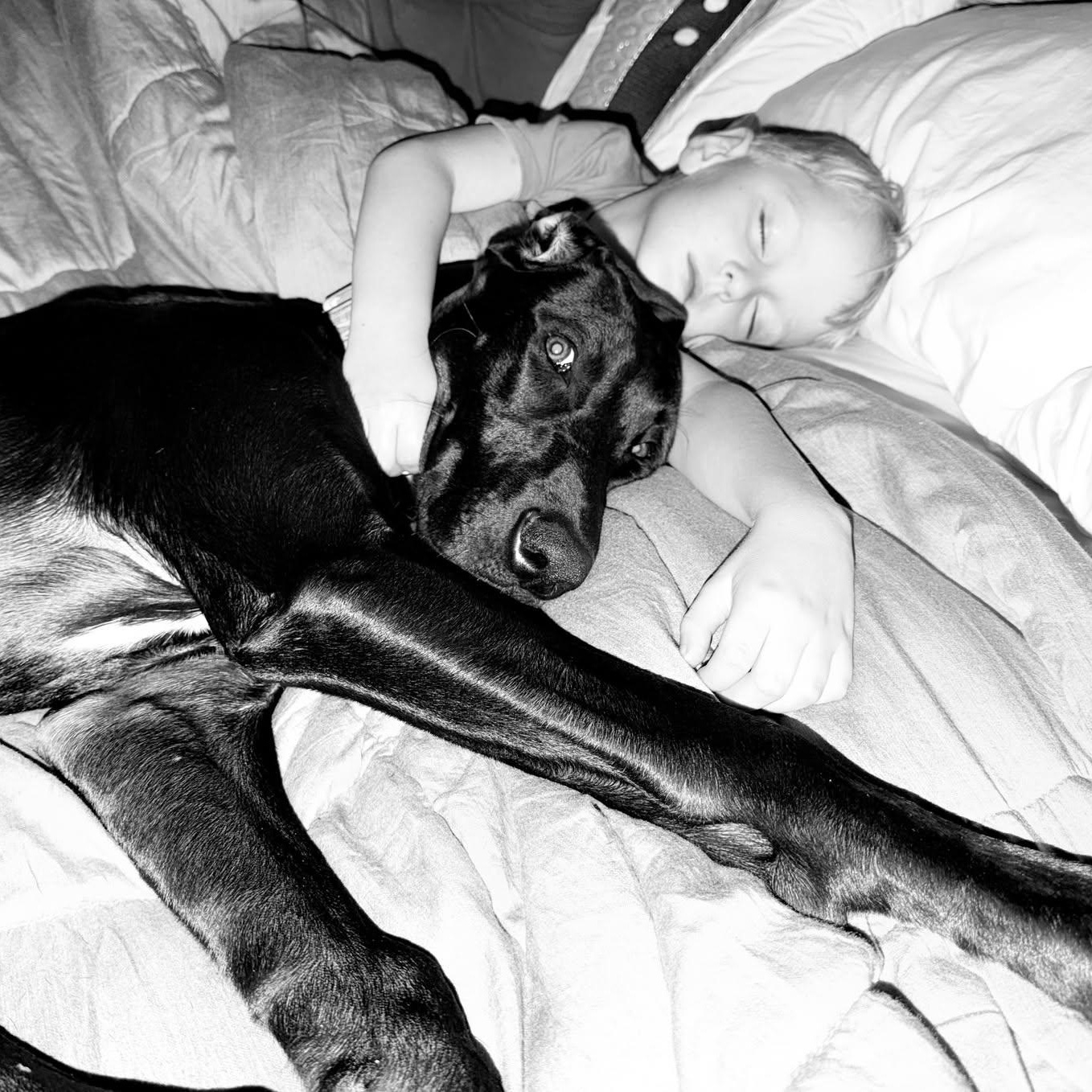 Enlarge Ziggy, a Adoptable Great Dane in Pensacola, FL image 6/6