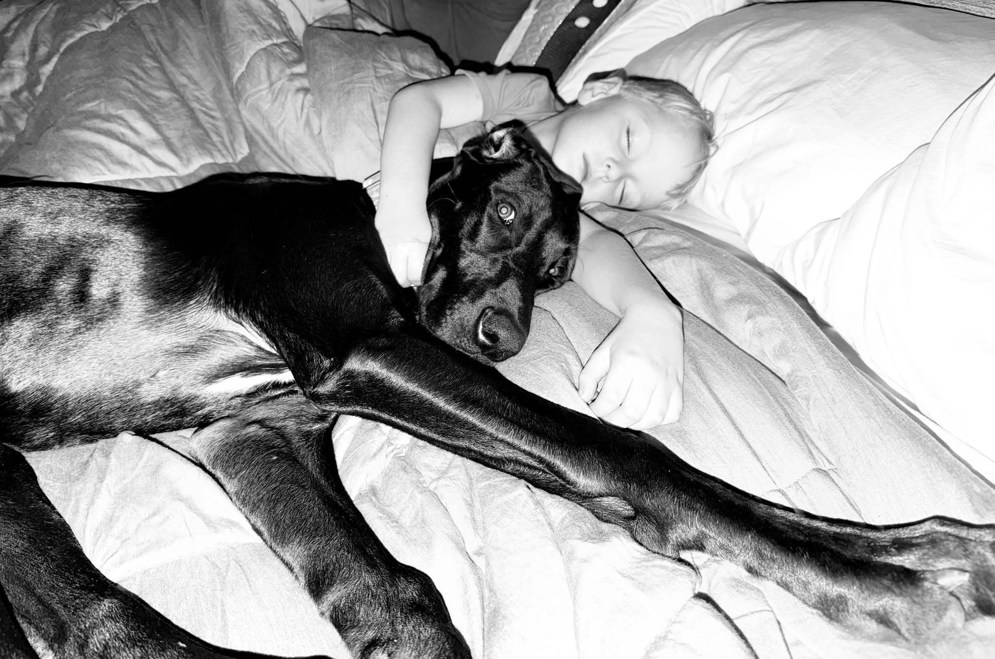 Enlarge Ziggy, a ADOPTABLE Great Dane in Pensacola, FL image 6/6