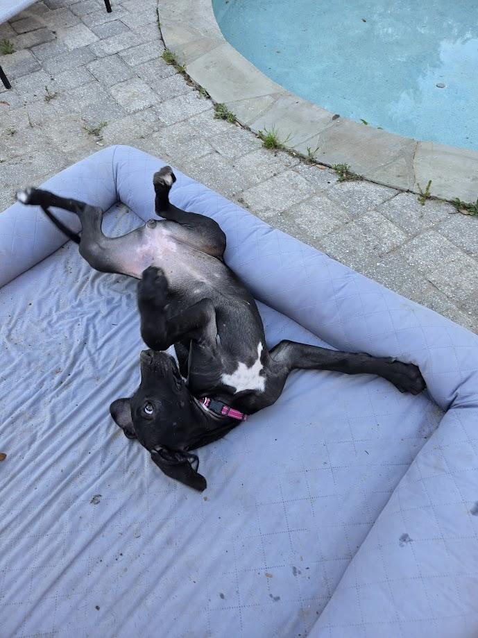 Enlarge Ziggy, a ADOPTABLE Great Dane in Pensacola, FL image 5/5