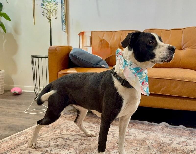 Domino Falls For You — thumbnail 2