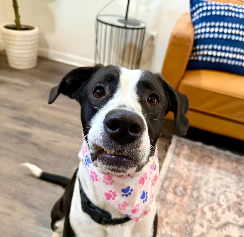 Domino Falls For You — thumbnail 3