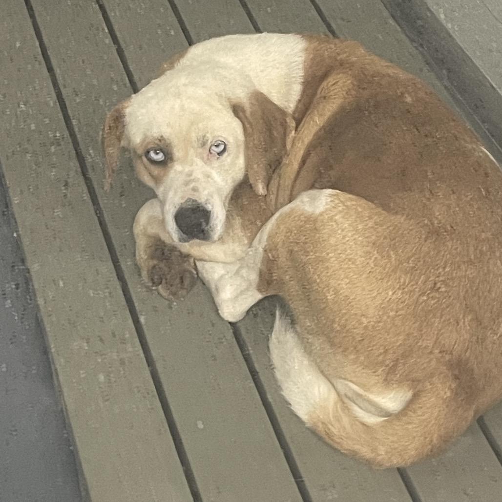 Enlarge Acorn, a Adoptable Mixed Breed in Galax, VA image 1/2